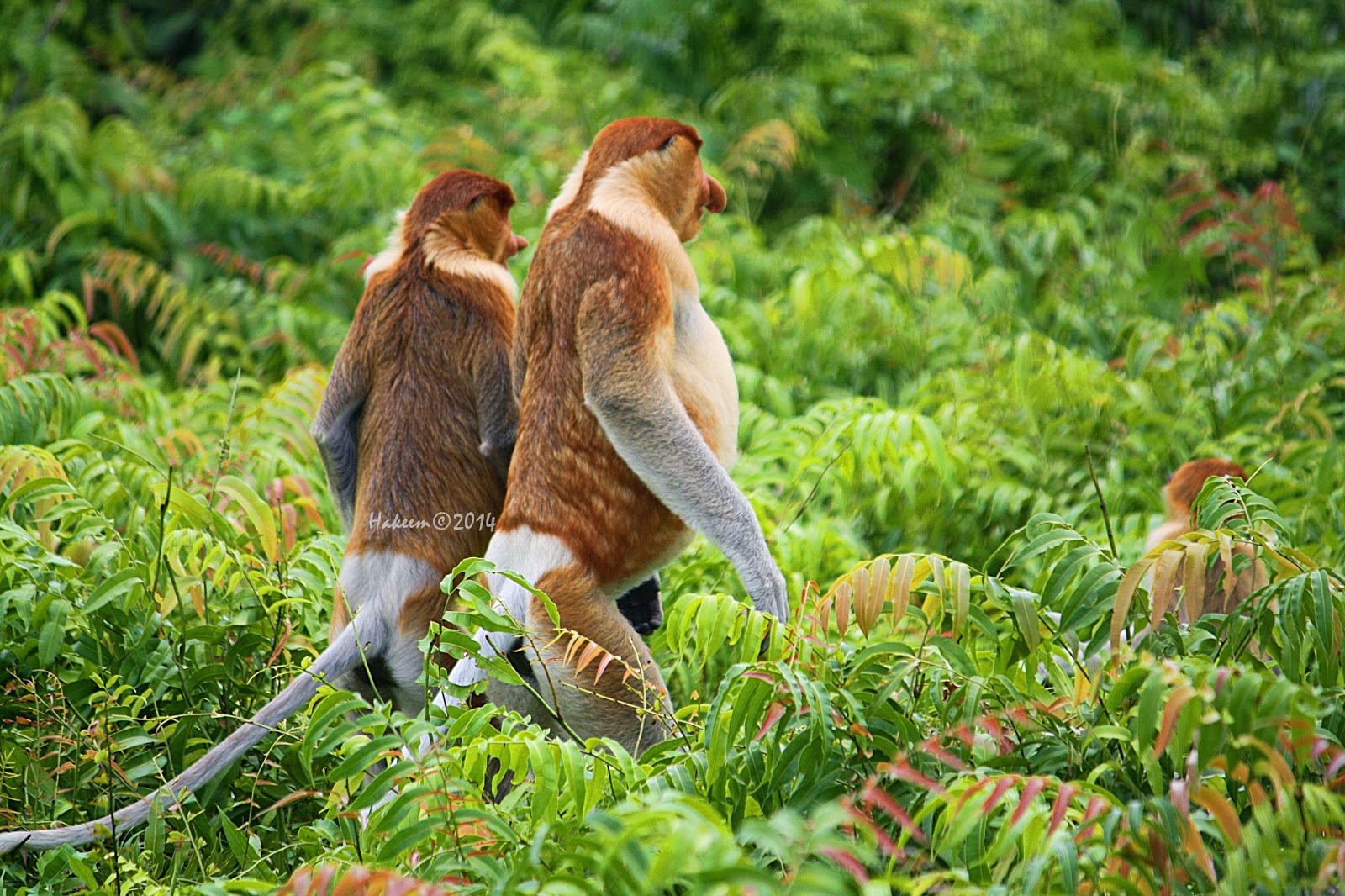 107 Tempat Wisata di Kalimantan Utara Paling Menarik dan Wajib Dikunjungi