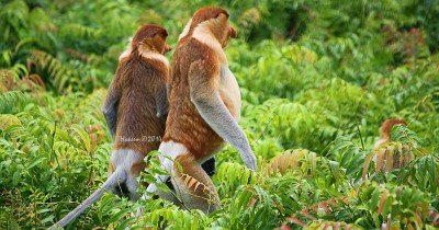 107 Tempat Wisata di Kalimantan Utara Paling Menarik dan Wajib Dikunjungi