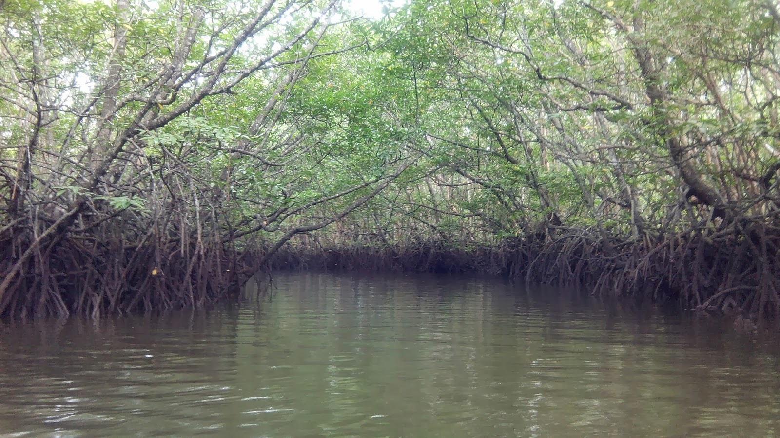 Hutan Mangrove Sungai Dompak : Harga Tiket, Foto, Lokasi, Fasilitas dan Spot