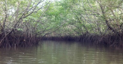 Hutan Mangrove Sungai Dompak : Harga Tiket, Foto, Lokasi, Fasilitas dan Spot