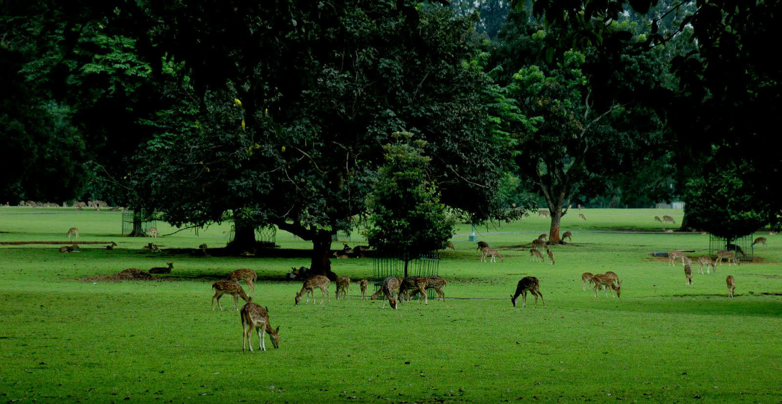Kebun Raya Bogor : Harga Tiket, Foto, Lokasi, Fasilitas dan Spot
