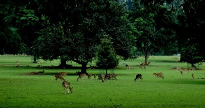 Kebun Raya Bogor : Harga Tiket, Foto, Lokasi, Fasilitas dan Spot