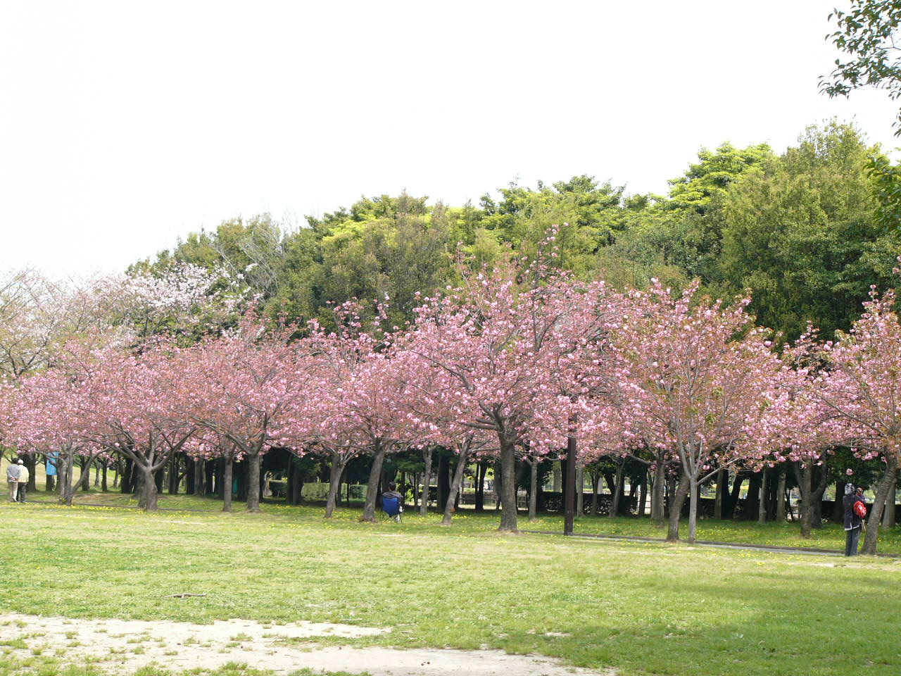 Menikmati Nuansa Jepang Lewat Taman Bunga Sakura Kebun Raya Cibodas Tempat Me
