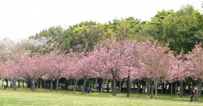 Menikmati Nuansa Jepang Lewat Taman Bunga Sakura Kebun Raya Cibodas