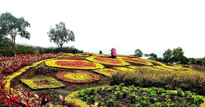 Hesti's Garden, Warna-Warni Taman Bunga di Kabupaten Merangin