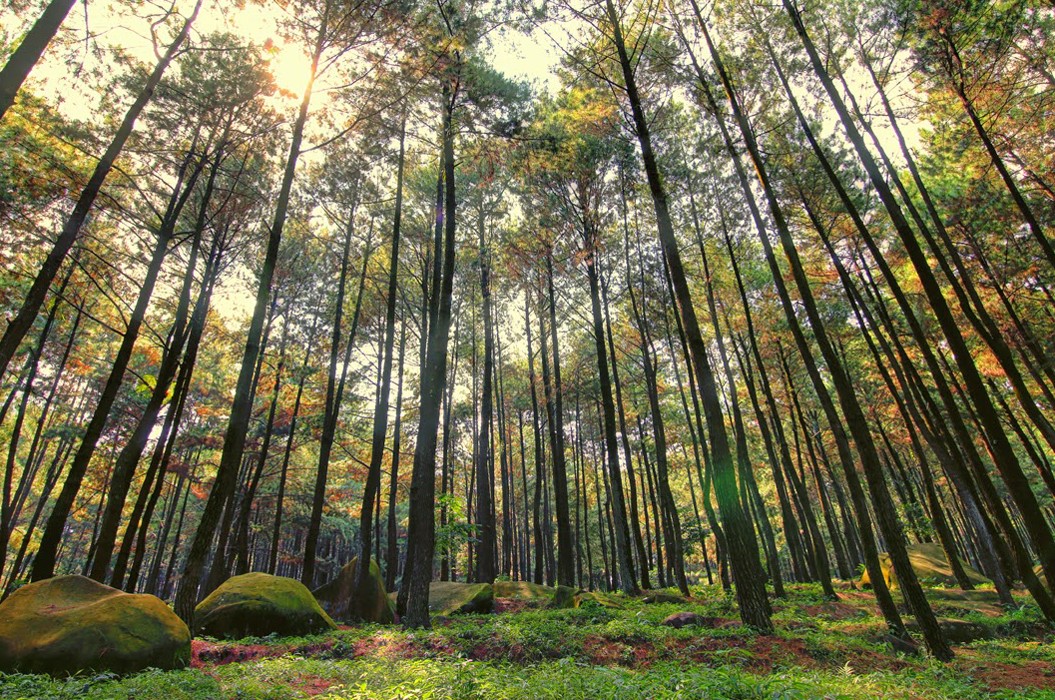 Hutan Pinus Mangunan, Spot Selfie Terbaik di Jogja