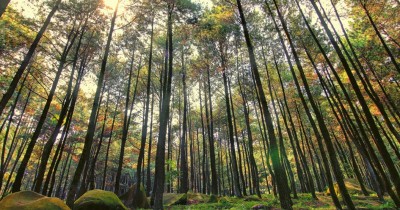 Hutan Pinus Mangunan : Harga Tiket, Foto, Lokasi, Fasilitas dan Spot