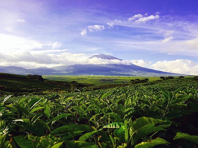 Perkebunan Teh Kayu Aro : Harga Tiket, Foto, Lokasi, Fasilitas dan Spot