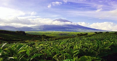 Perkebunan Teh Kayu Aro : Harga Tiket, Foto, Lokasi, Fasilitas dan Spot