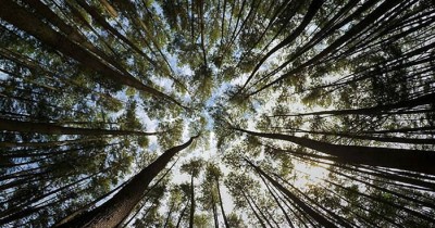 Hutan Pinus Sanggaran Agung, Tempat Hunting Foto Kekinian di Kerinci