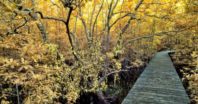 Mangrove Sei Carang : Harga Tiket, Foto, Lokasi, Fasilitas dan Spot