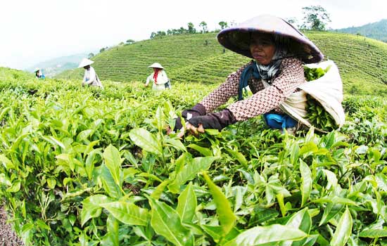 Perkebunan Teh Gunung Gambir : Harga Tiket, Foto, Lokasi, Fasilitas dan Spot