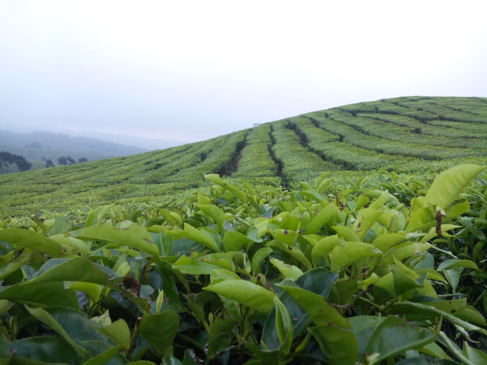 Kebun Teh Kertowono : Harga Tiket, Foto, Lokasi, Fasilitas dan Spot