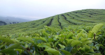 Kebun Teh Kertowono : Harga Tiket, Foto, Lokasi, Fasilitas dan Spot