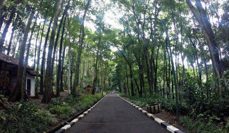 Taman Hutan Raya Juanda : Harga Tiket, Foto, Lokasi, Fasilitas dan Spot