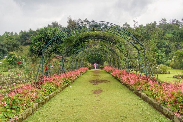 Kebun Mawar Situhapa : Harga Tiket, Foto, Lokasi, Fasilitas dan Spot