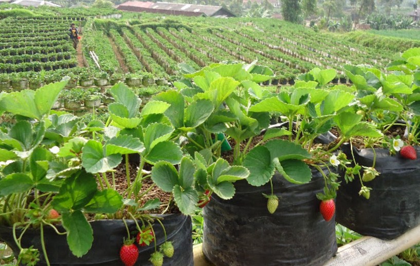 Kebun Strawberry Ciwidey, Wisata Petik Buah Yang