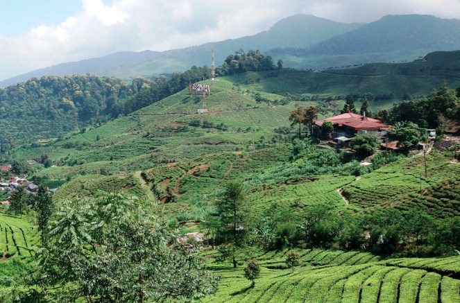 Agro Gunung Mas : Harga Tiket, Foto, Lokasi, Fasilitas dan Spot
