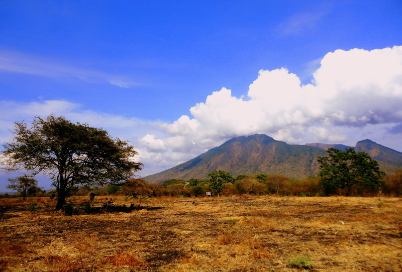 Savana Bekol, Menikmati Eksotisnya Pemandangan Seperti di