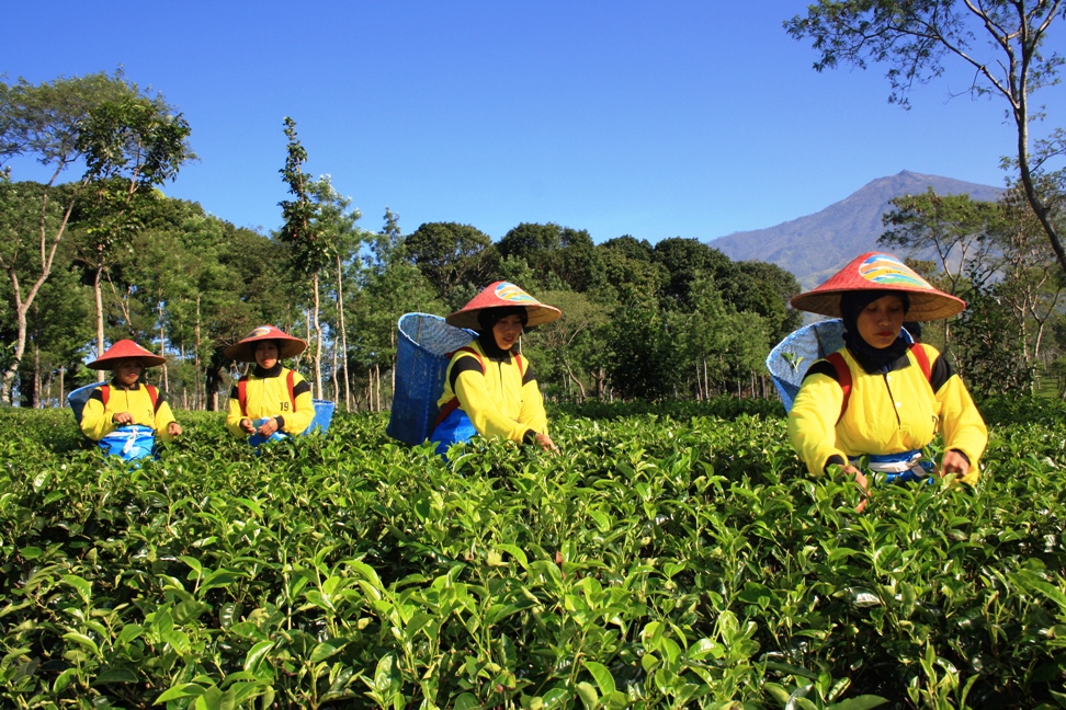 Kebun Teh PTPN Wonosari : Harga Tiket, Foto, Lokasi, Fasilitas dan Spot