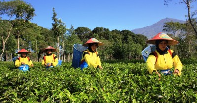 Kebun Teh PTPN Wonosari : Harga Tiket, Foto, Lokasi, Fasilitas dan Spot