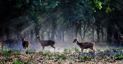 Penangkaran Rusa Maliran : Harga Tiket, Foto, Lokasi, Fasilitas dan Spot