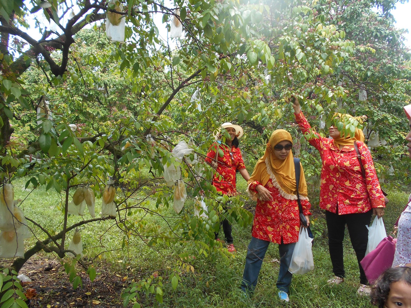 Wisata Agro Karangsari : Harga Tiket, Foto, Lokasi, Fasilitas dan Spot