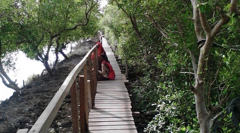 Hutan Mangrove Ujungpangkah : Harga Tiket, Foto, Lokasi, Fasilitas dan Spot