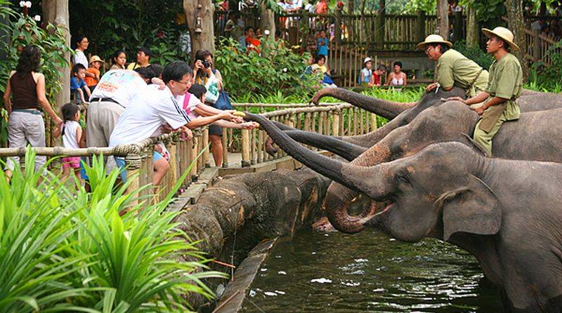 Kebun Binatang Medan, Pesona Wisata Alam dengan Berbagai