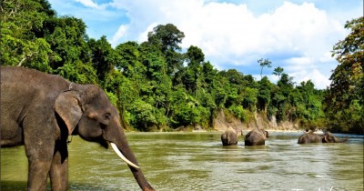 Tangkahan di Langkat: Harga Tiket, Foto, Lokasi, Fasilitas dan Spot