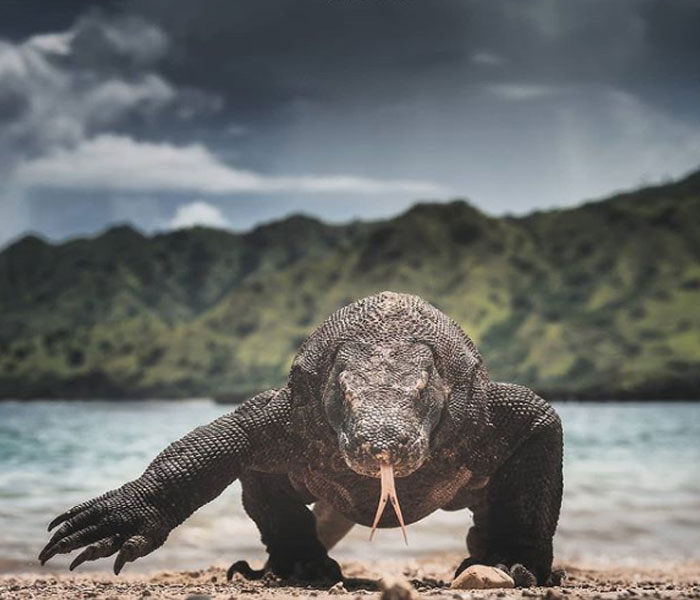 Taman Nasional Komodo : Harga Tiket, Foto, Lokasi, Fasilitas dan Spot