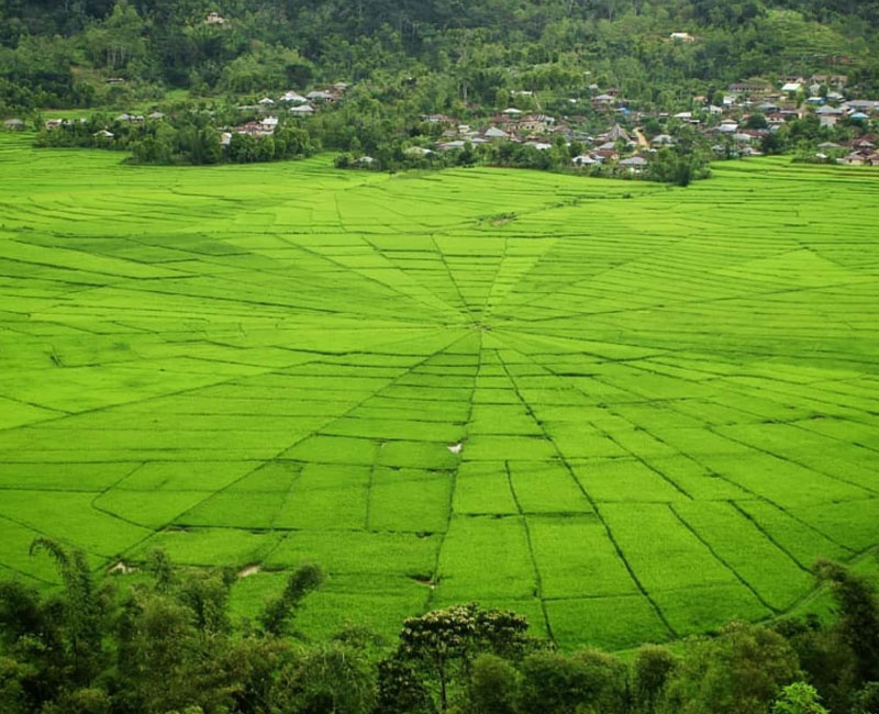 Sawah Lodok : Harga Tiket, Foto, Lokasi, Fasilitas dan Spot