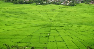 Sawah Lodok : Harga Tiket, Foto, Lokasi, Fasilitas dan Spot