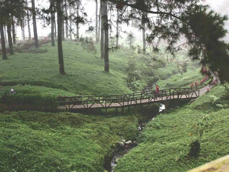 Hutan Pinus Limpakuwus, Wisata Alam Viral di Purwokerto