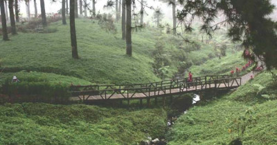 Hutan Pinus Limpakuwus, Wisata Alam Viral di Purwokerto