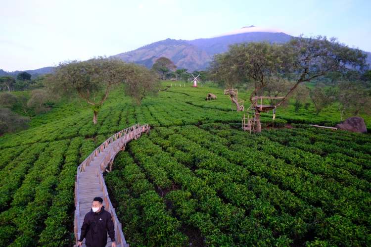 Kebun Teh Wonosari:  Ulasan Terbaru, Tiket Masuk & Jam Buka