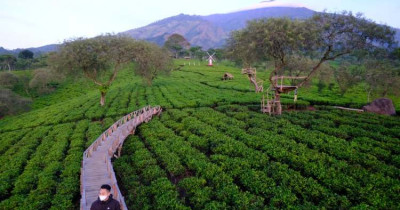 Kebun Teh Wonosari:  Ulasan Terbaru, Tiket Masuk & Jam Buka