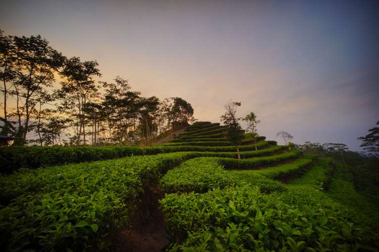 Desa Wisata Nglinggo: Lokasi, Harga Tiket Masuk, dan Lokasi