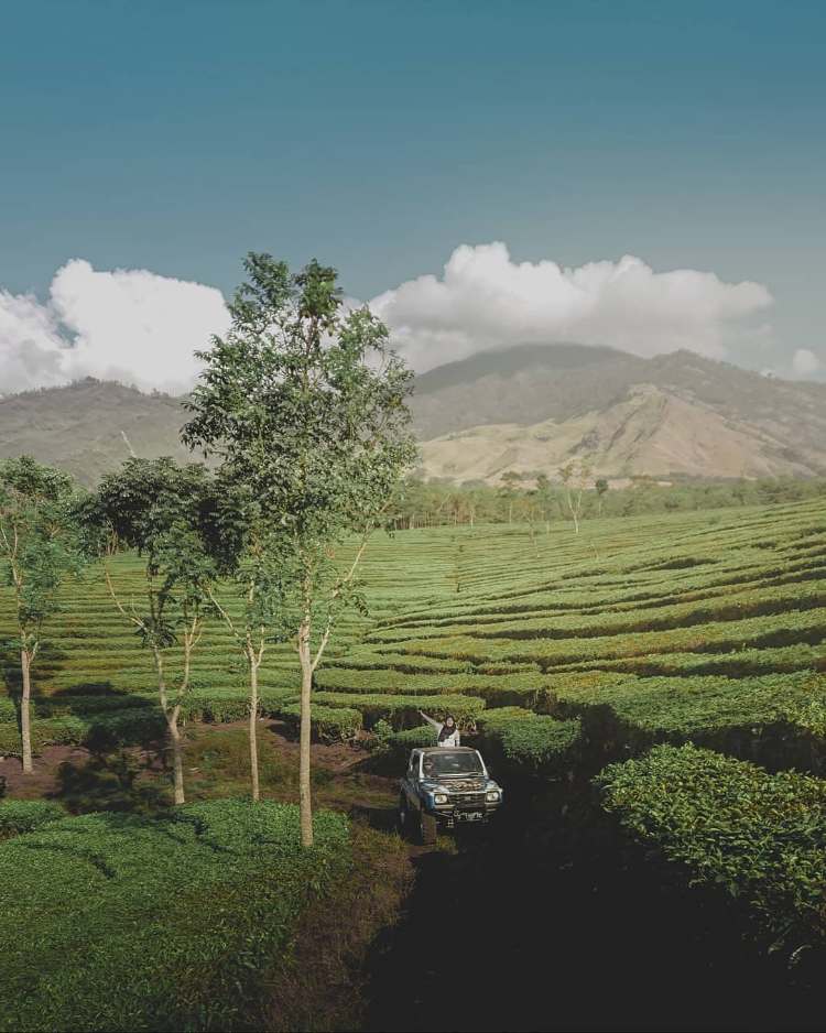 Kebun Teh Lawang, Agrowisata Instagrammable Terbaru 2023