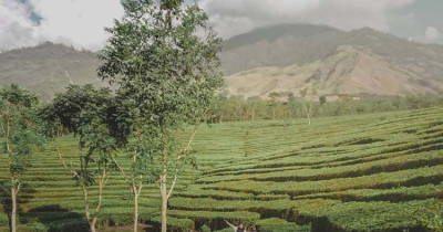 Kebun Teh Lawang, Agrowisata Instagrammable Terbaru 2023