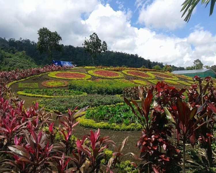 kebun Hesti