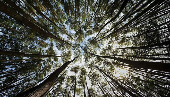 Hutan Pinus Sanggaran Agung