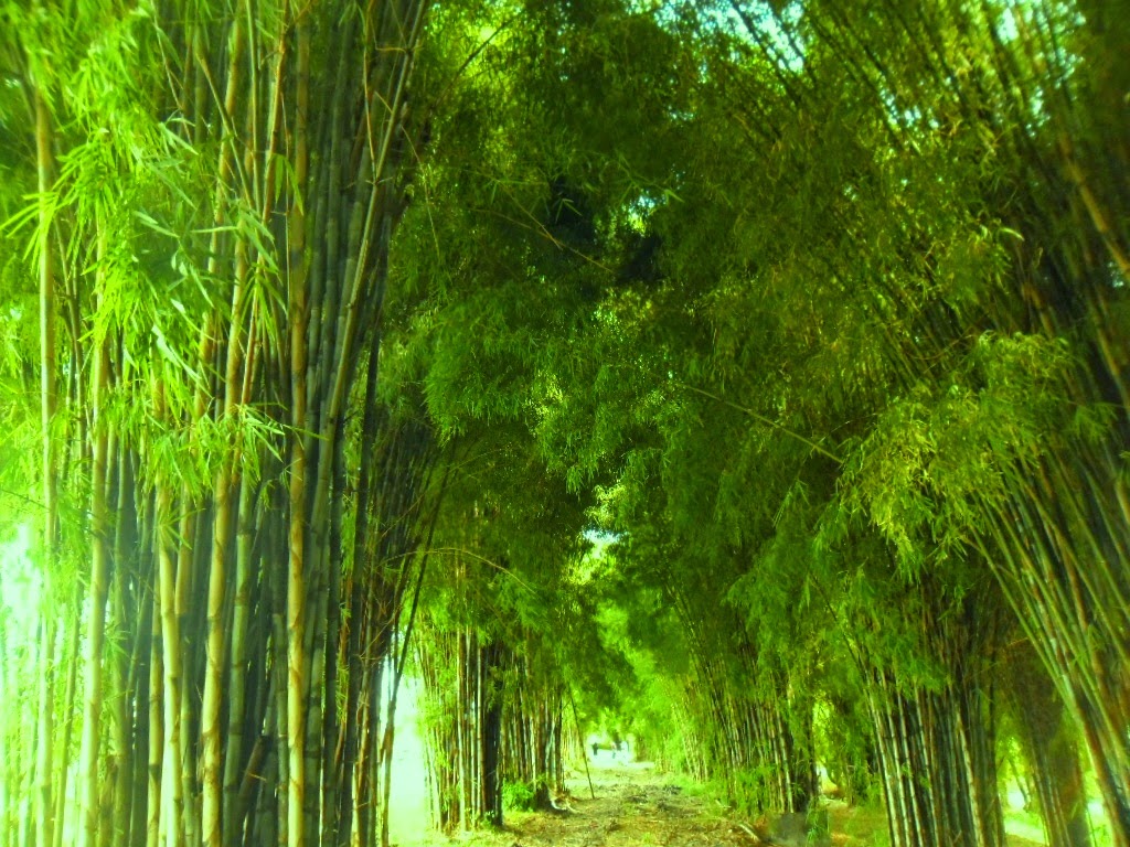 Hutan Bambu​, Mari Melihat Ratusan Kera Yang Terdapat Di Hutan Bambu Lumajang - Tempat.me