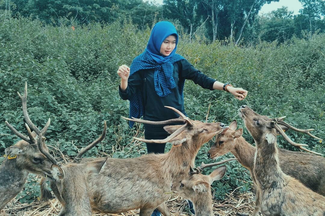 Penangkaran Rusa Maliran