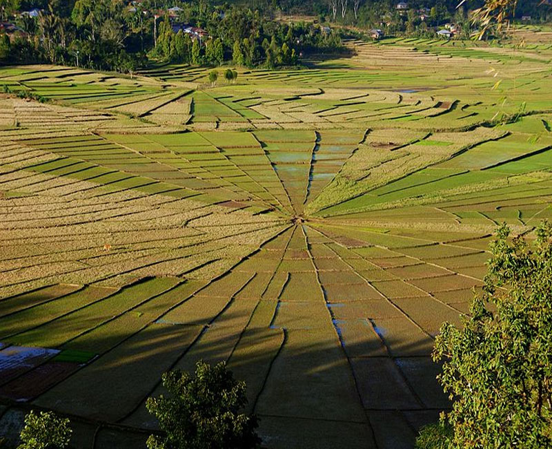 Sawah Lodok