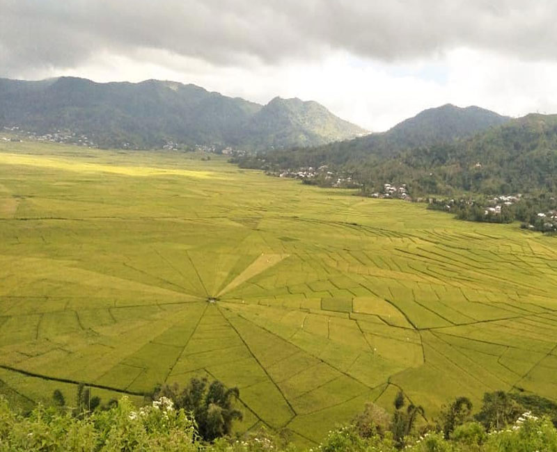 Lodok Sawah