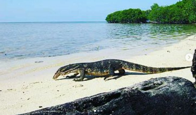 Pemandangan Ratusan Biawak di Pulau Biawak