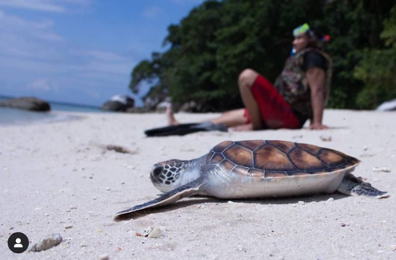 Penangkaran Reptil Laut di Pulau Berhala